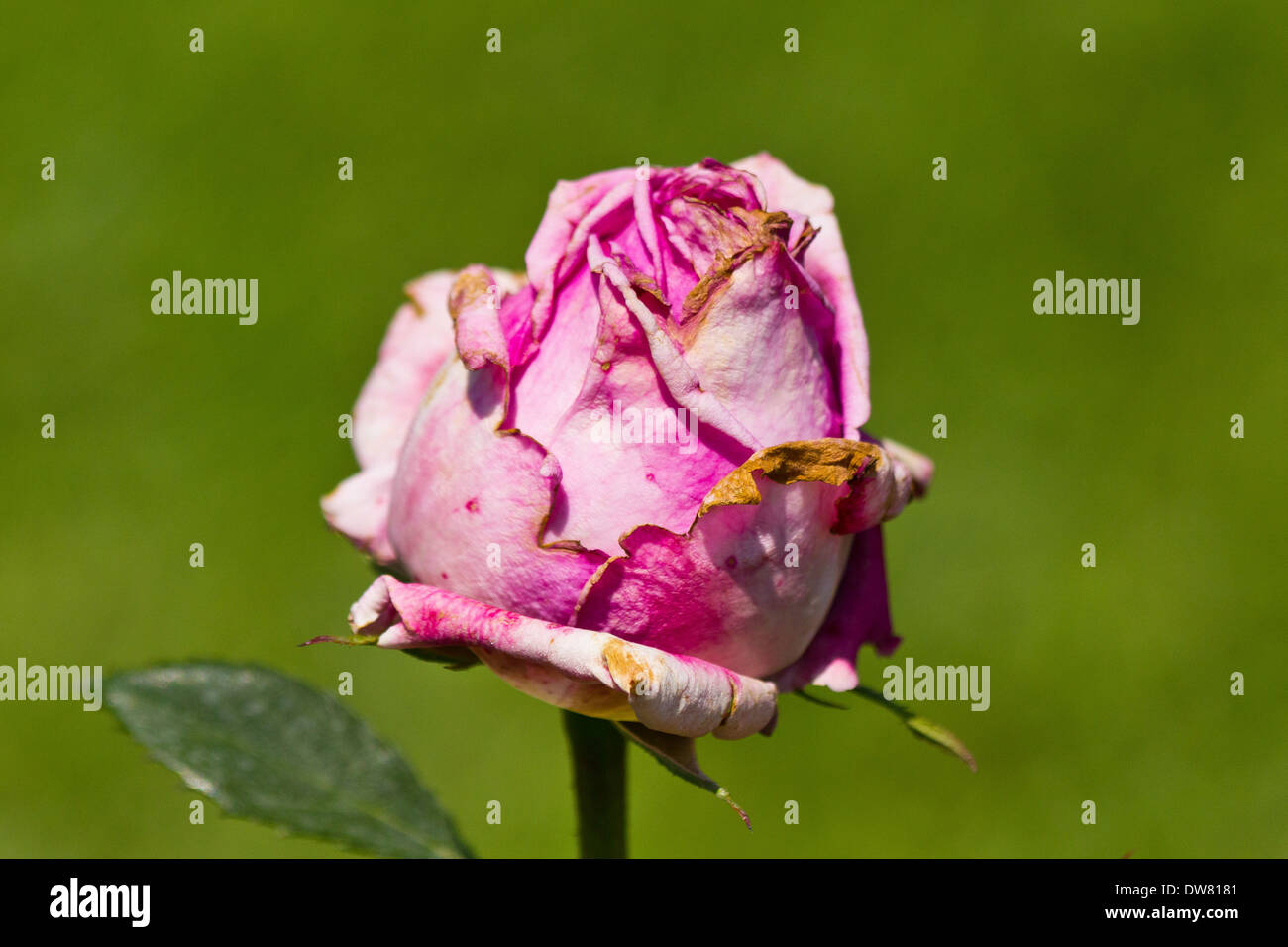 A beautiful pink rose dying Stock Photo Alamy