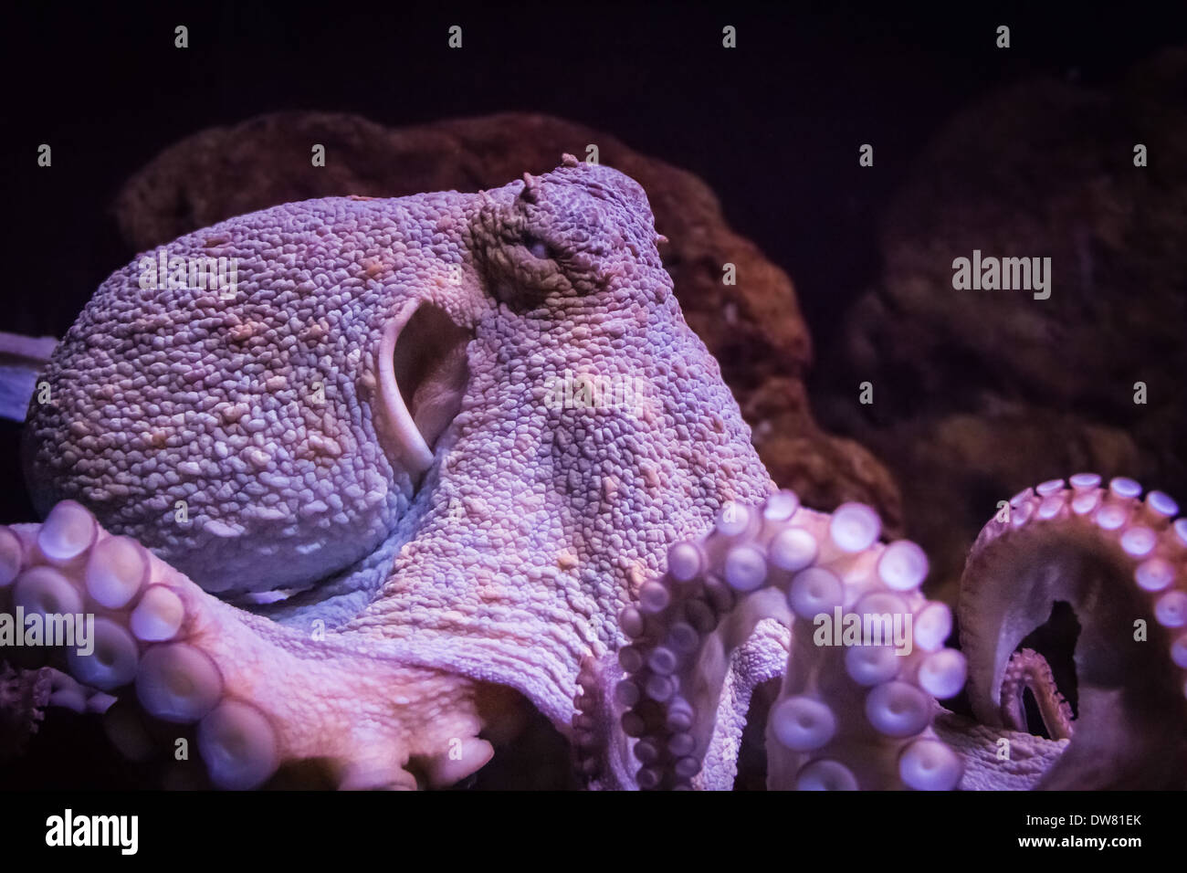 A purple octopus with cruel eyes Stock Photo