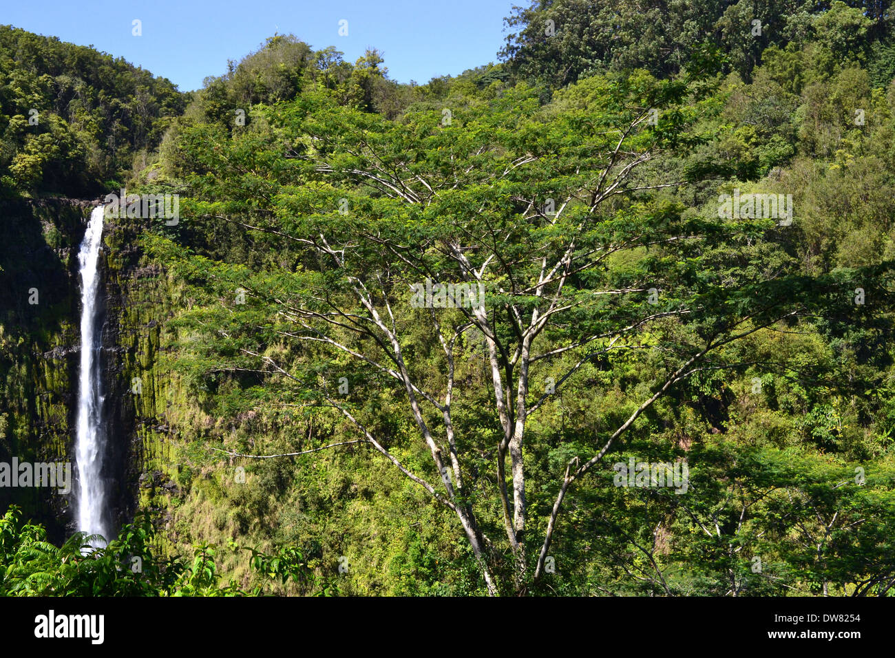 Akaka Falls in the Akaka Falls State Park, Big Island, Hawaii, USA Stock Photo