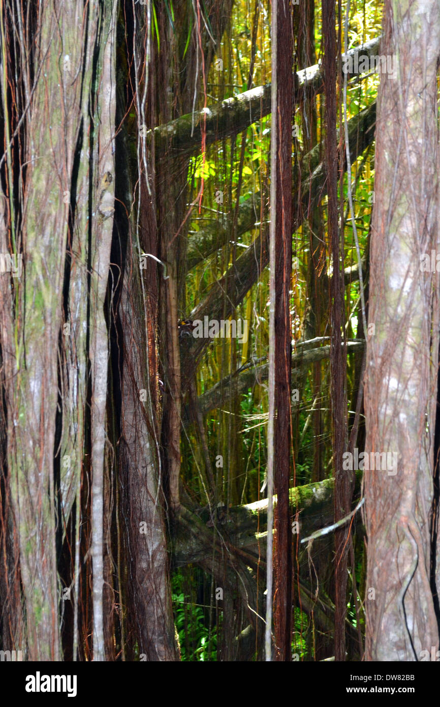 Trunk detail of a banyan tree, Ficus benghalensis, in the Akaka Falls State Park, Big Island, Hawaii, USA Stock Photo