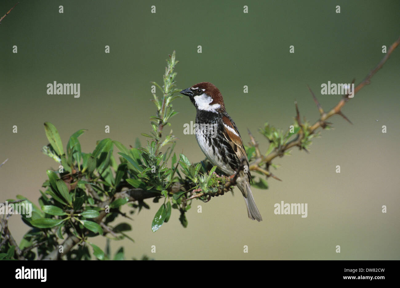 Spanish Sparrow (Passer hispaniolensis) adult male in breeding plumage Lesvos Greece Stock Photo