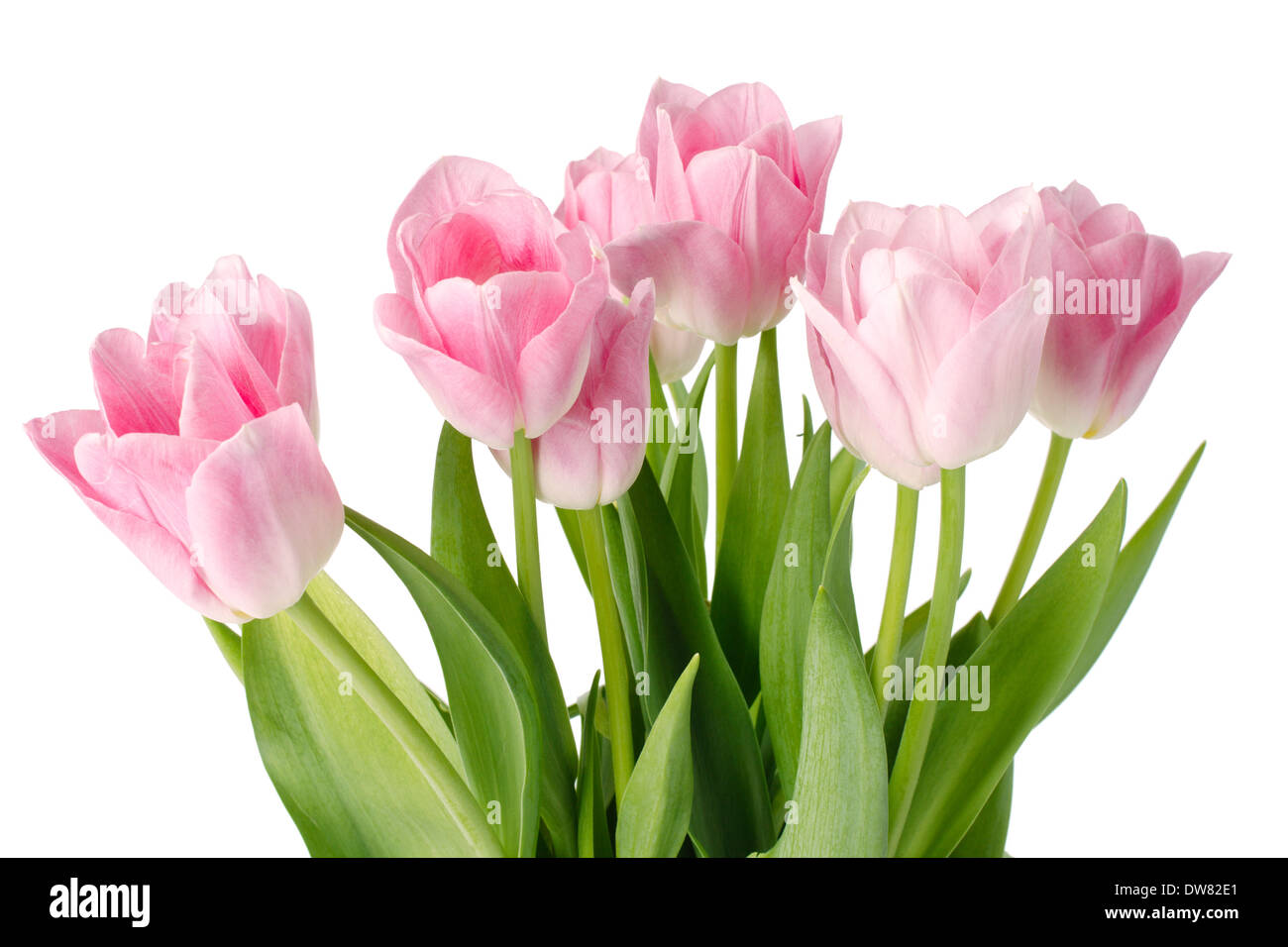 pink tulips isolated on white background Stock Photo - Alamy
