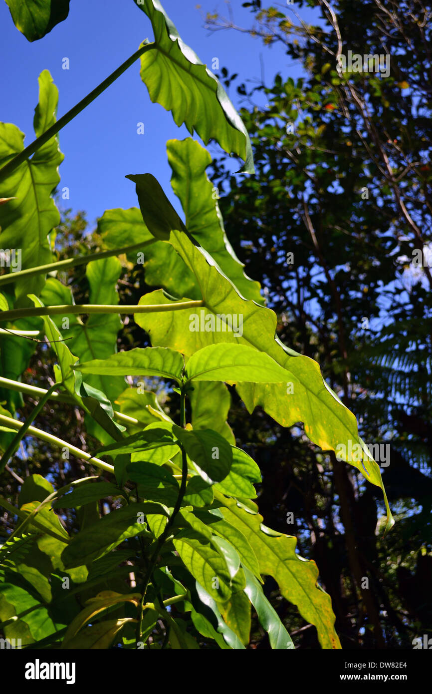 Taro plant, Colocasia sp., growing over a tropical tree in the Akaka Falls State Park, Big Island, Hawaii, USA Stock Photo