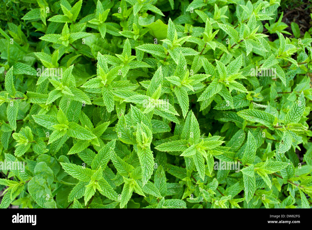 Mint leaves on mint plant Stock Photo