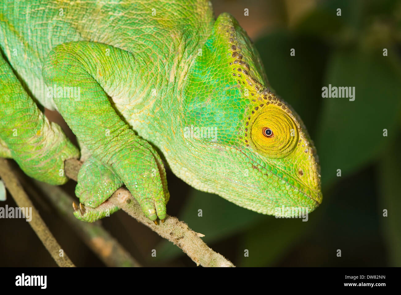 Parson's chameleon (Calumma parsonii) Stock Photo