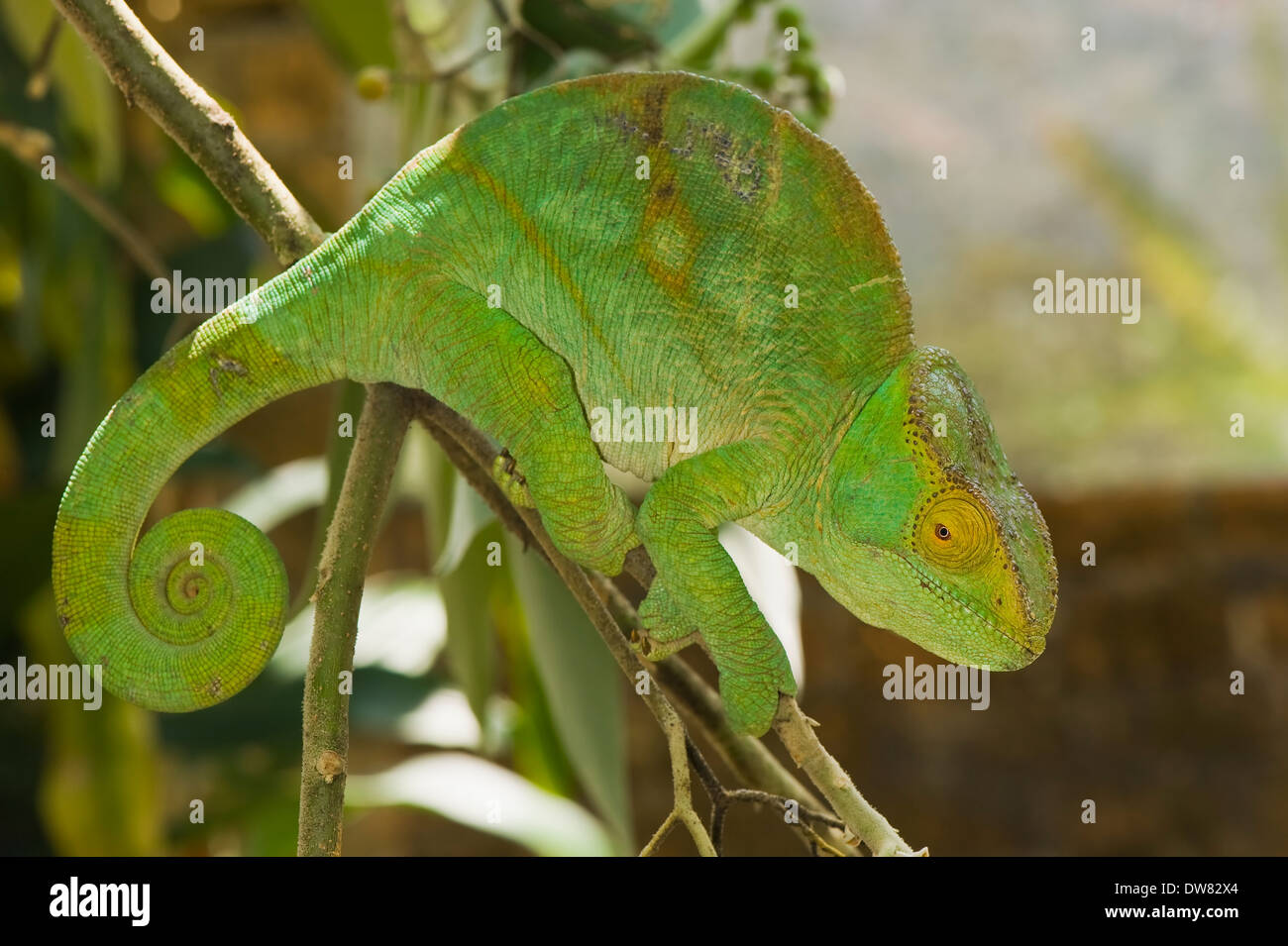 Parson's chameleon (Calumma parsonii) Stock Photo