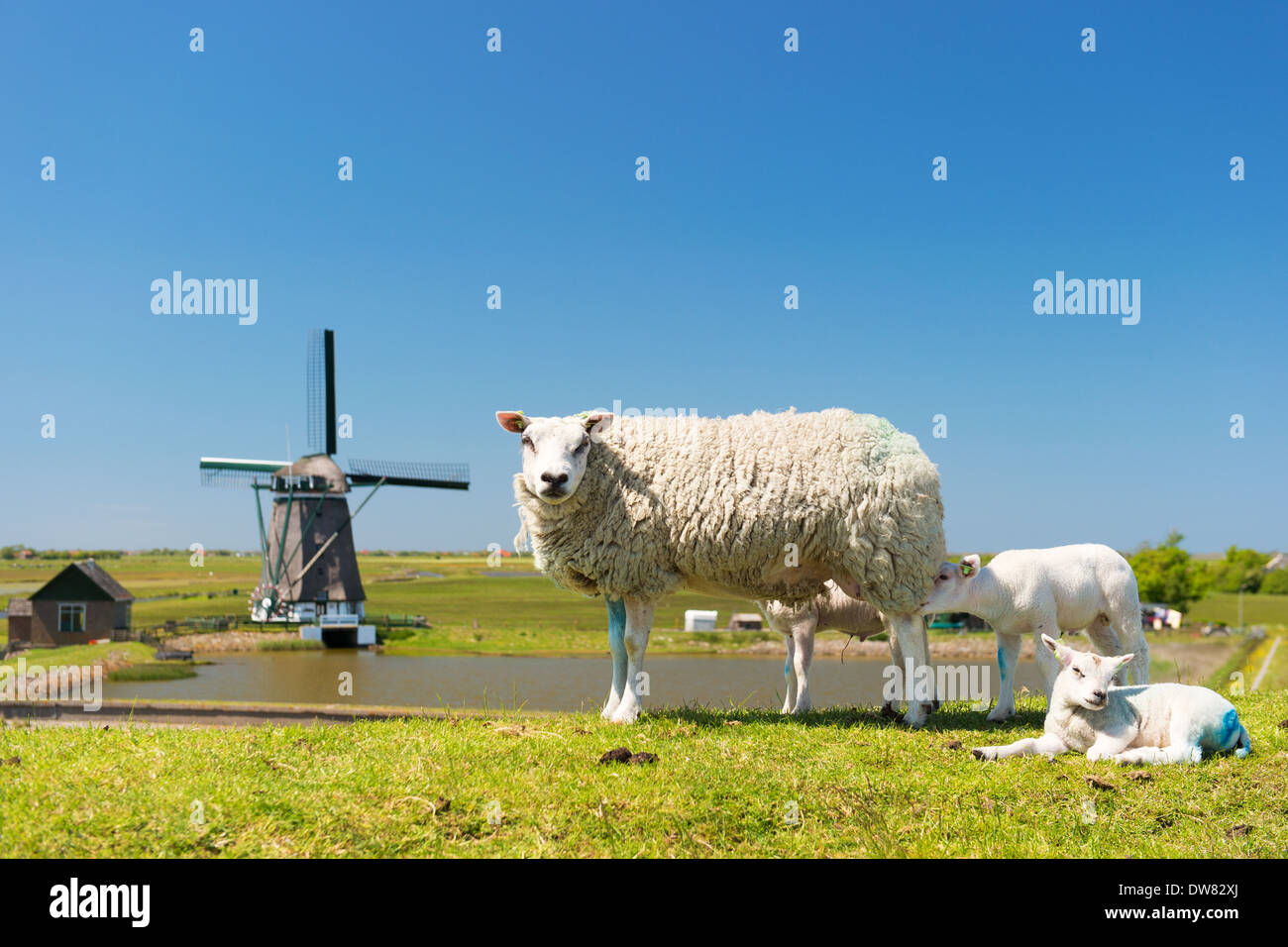 Sheep and windmill and wild flowers at Dutch wadden island Texel Stock Photo