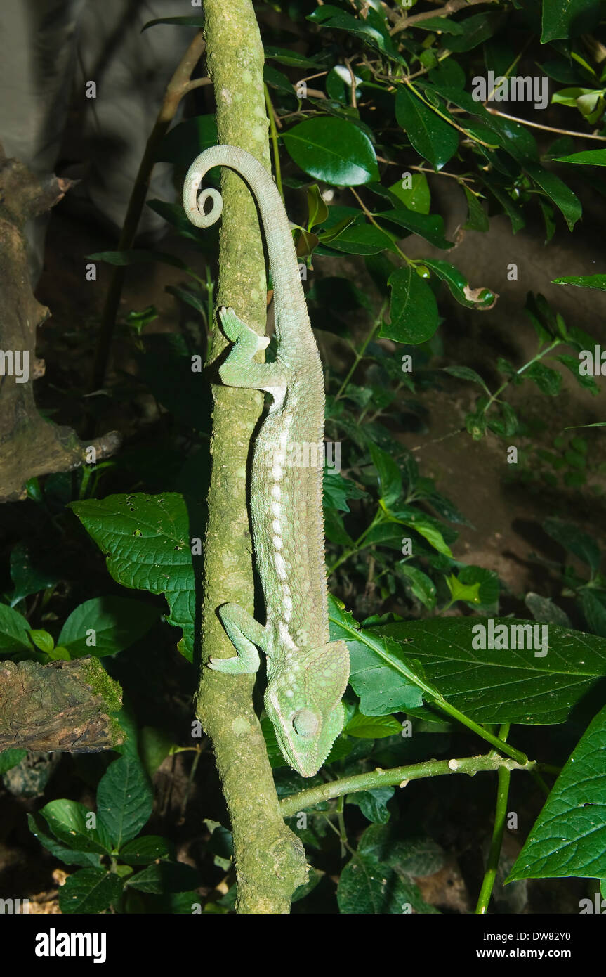 Oustalet's or Malagasy Giant Chameleon (Furcifer oustaleti) Stock Photo