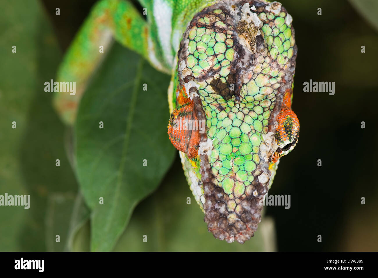 Panther Chameleon (Furcifer pardalis) Stock Photo