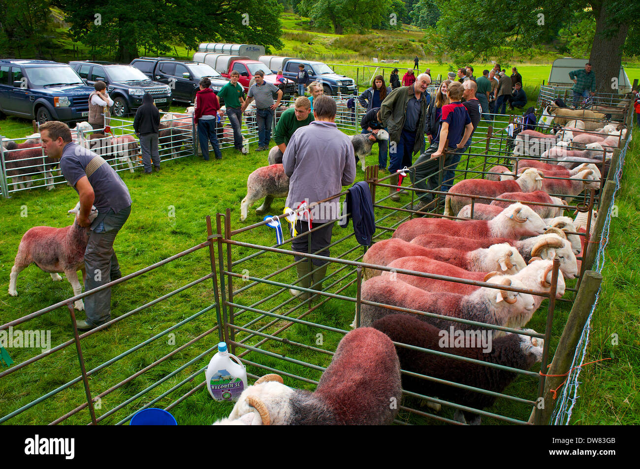 Herdwick sheep in display pens at Patterdale Sheep Dog Trail and Dog Day Cumbria England United Kingdom Stock Photo