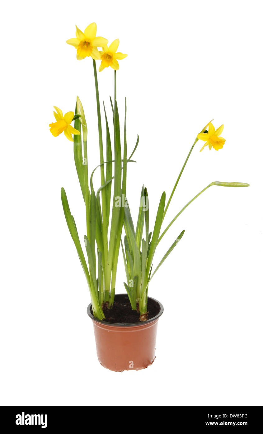 Daffodil plant with miniature golden yellow flowers in a pot isolated against white Stock Photo