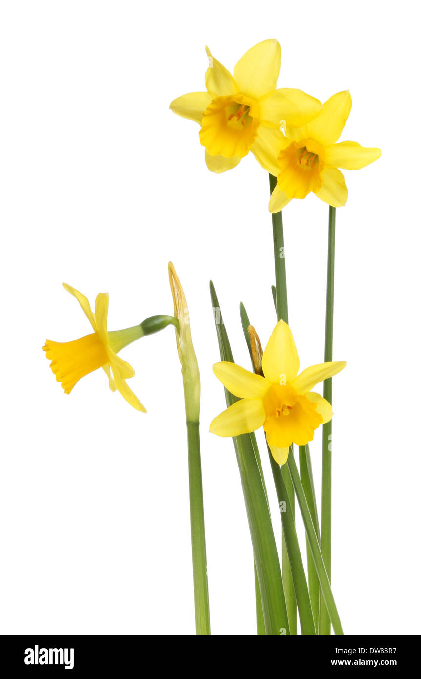 Miniature daffodil flowers against a white background Stock Photo