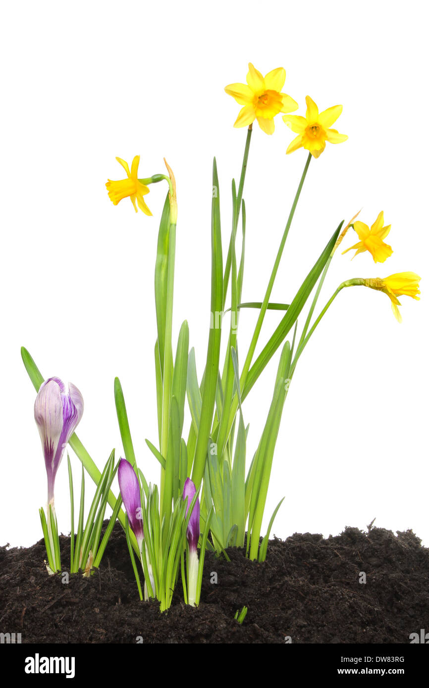 Spring flowers, daffodils and crocus growing in soil against a white