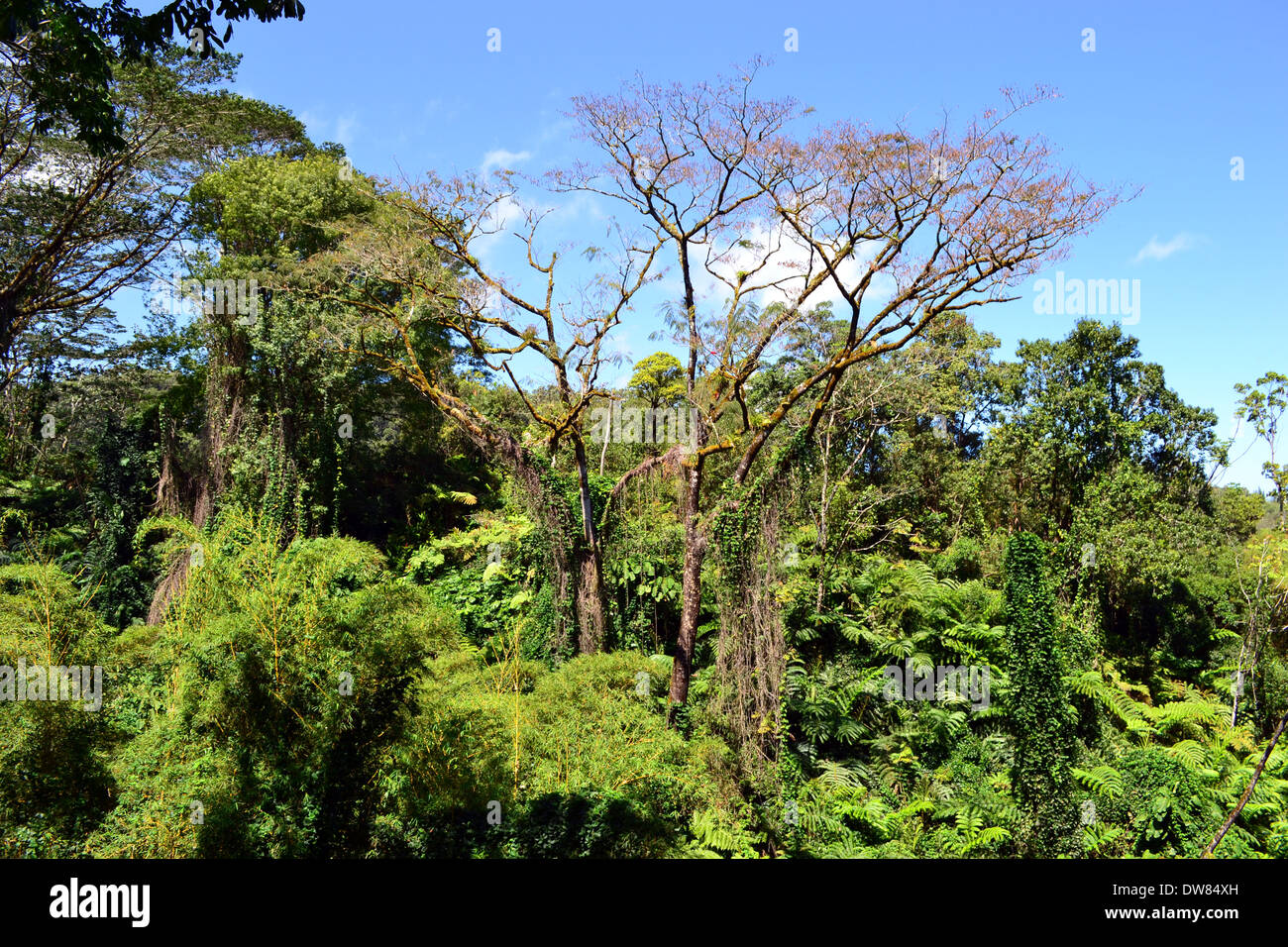 Tropical rainforest in the Akaka Falls State Park, Big Island, Hawaii, USA Stock Photo