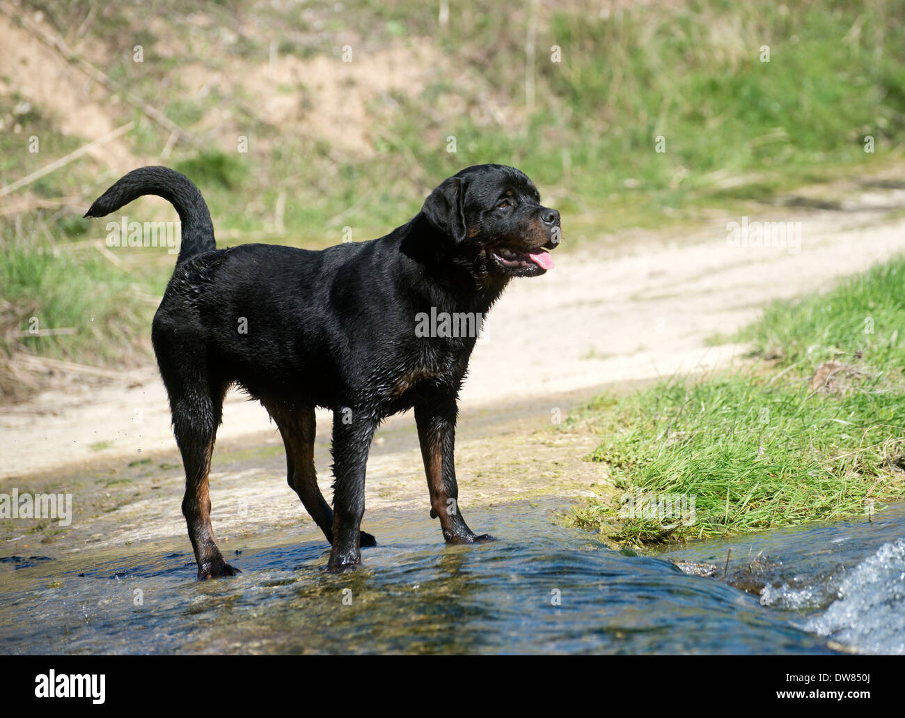 portrait of a purebred rottweiler in a river Stock Photo - Alamy