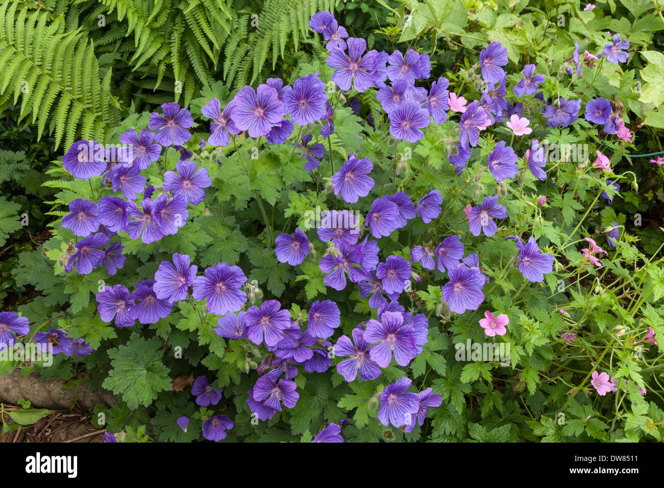 BLUE GERANIUM IN FLOWER BED IN DOMESTIC GARDEN WITH PINK GERANIUM AND