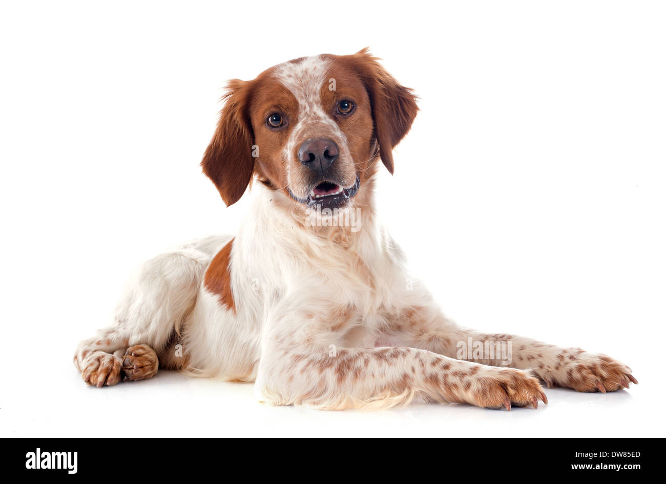 Portrait brittany spaniel in hi-res stock photography and images - Alamy
