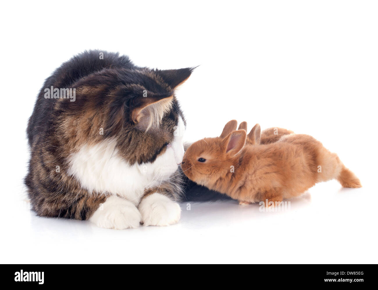 portrait of a purebred maine coon cat and bunny on a white background ...