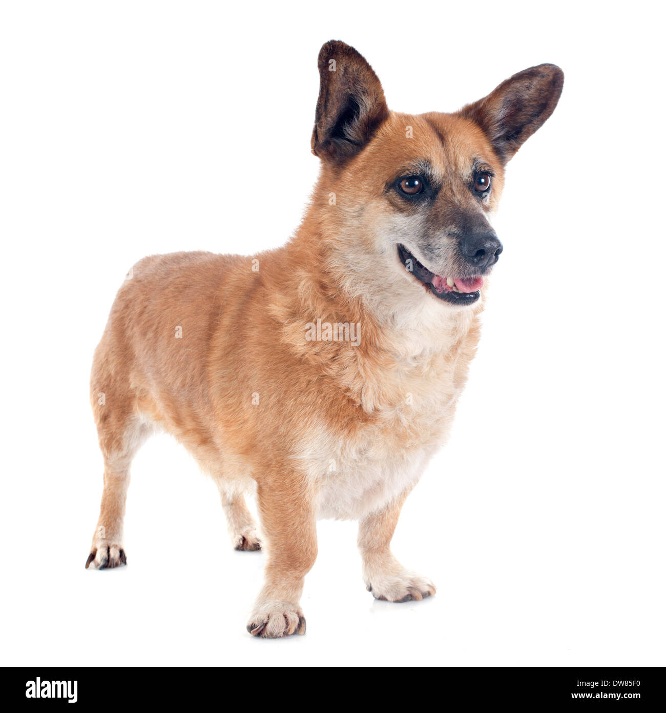 Welsh Corgi in front of white background Stock Photo