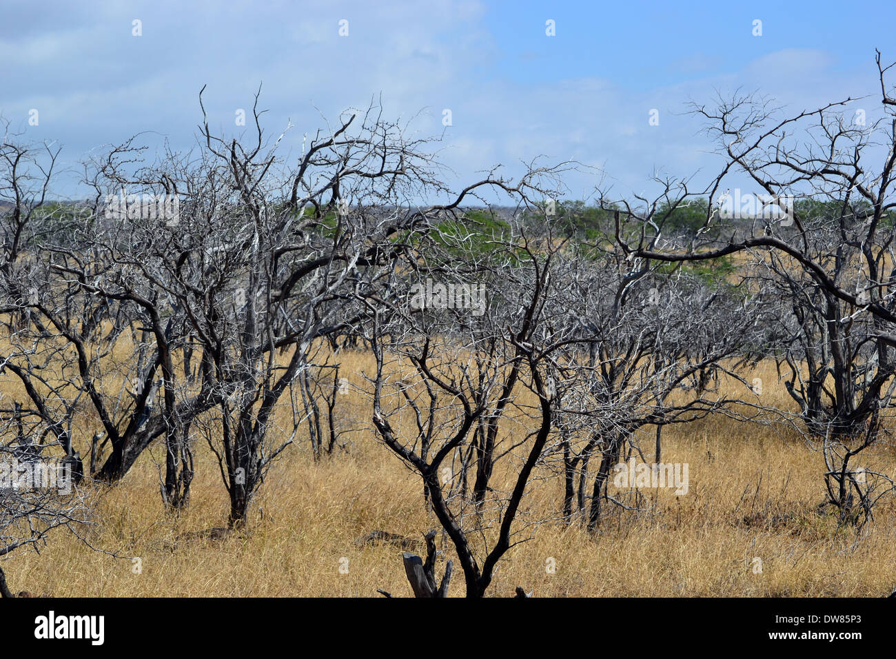 Tree savannas hi-res stock photography and images - Alamy