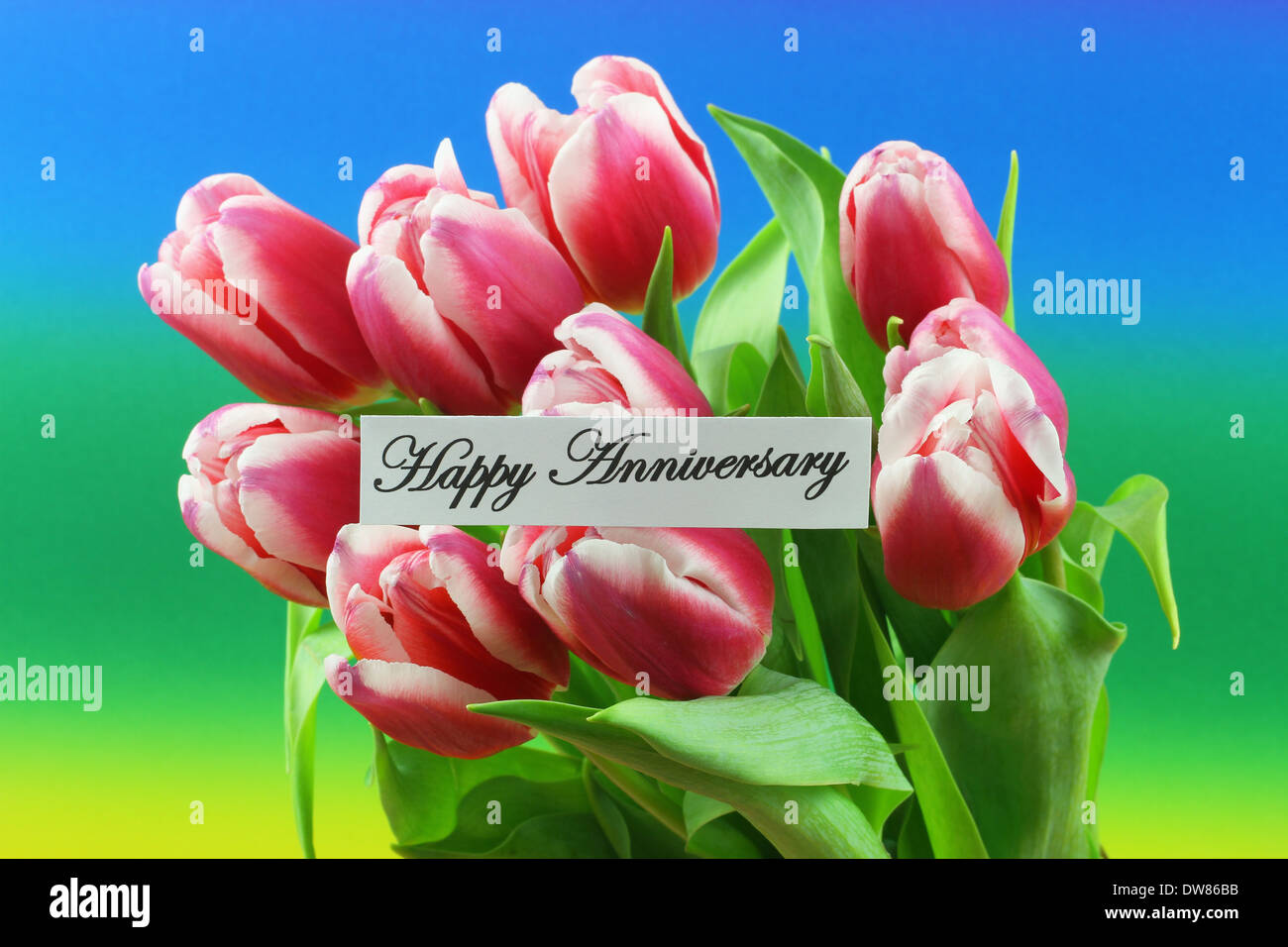 Happy Anniversary card with pink tulips Stock Photo - Alamy