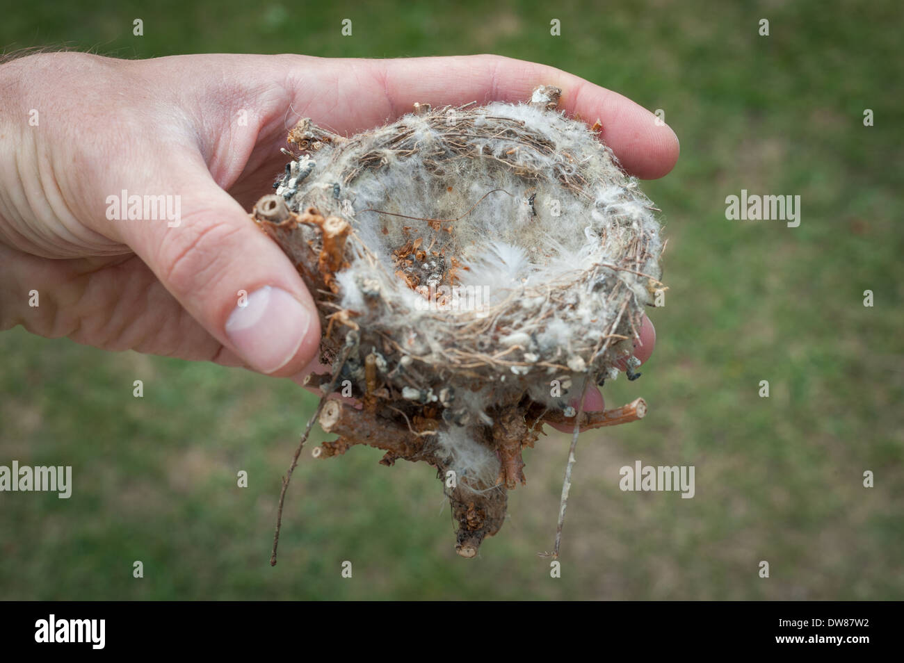 Garden bird nest uk man hires stock photography and images Alamy