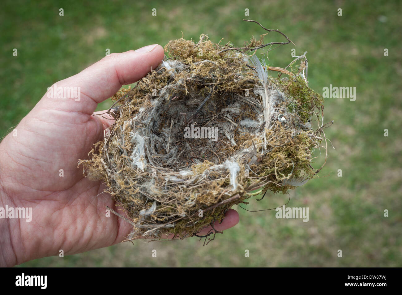 Garden bird nest uk man hires stock photography and images Alamy