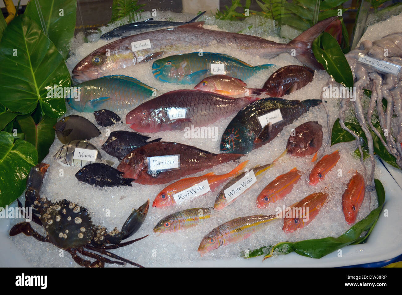 A variety of Hawaiian fishes on sale, Hawaii Seafood Festival, Oahu, Hawaii, USA Stock Photo