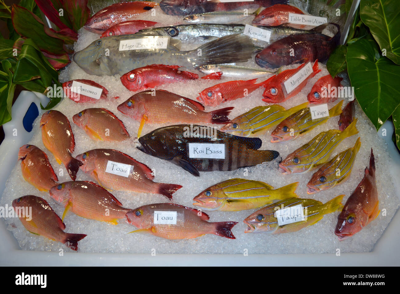 A variety of Hawaiian fishes on sale, Hawaii Seafood Festival, Oahu