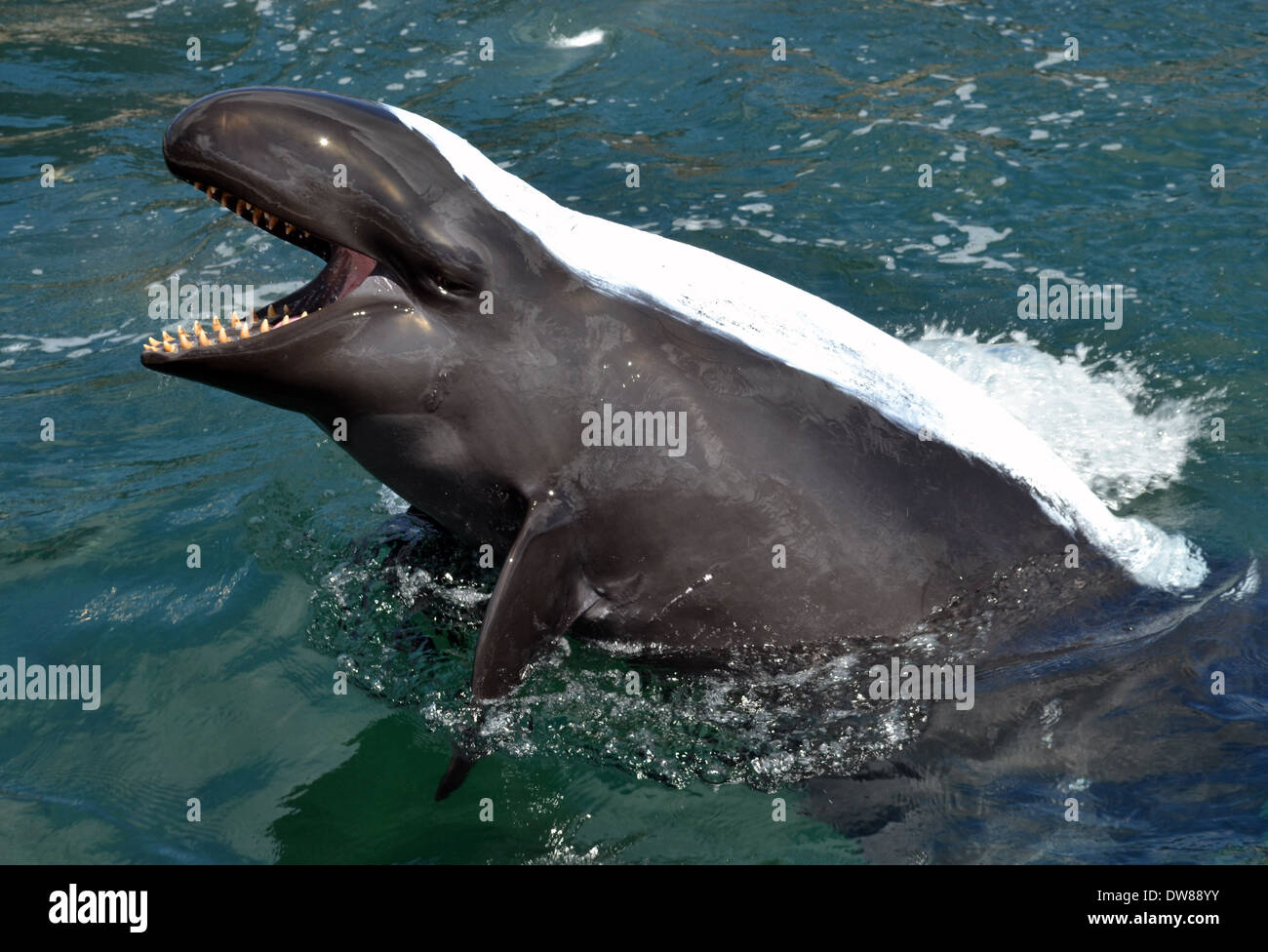 False killer whale, Pseudorca crassidens, covered with sunscreen, captive, Oahu, Hawaii, USA Stock Photo