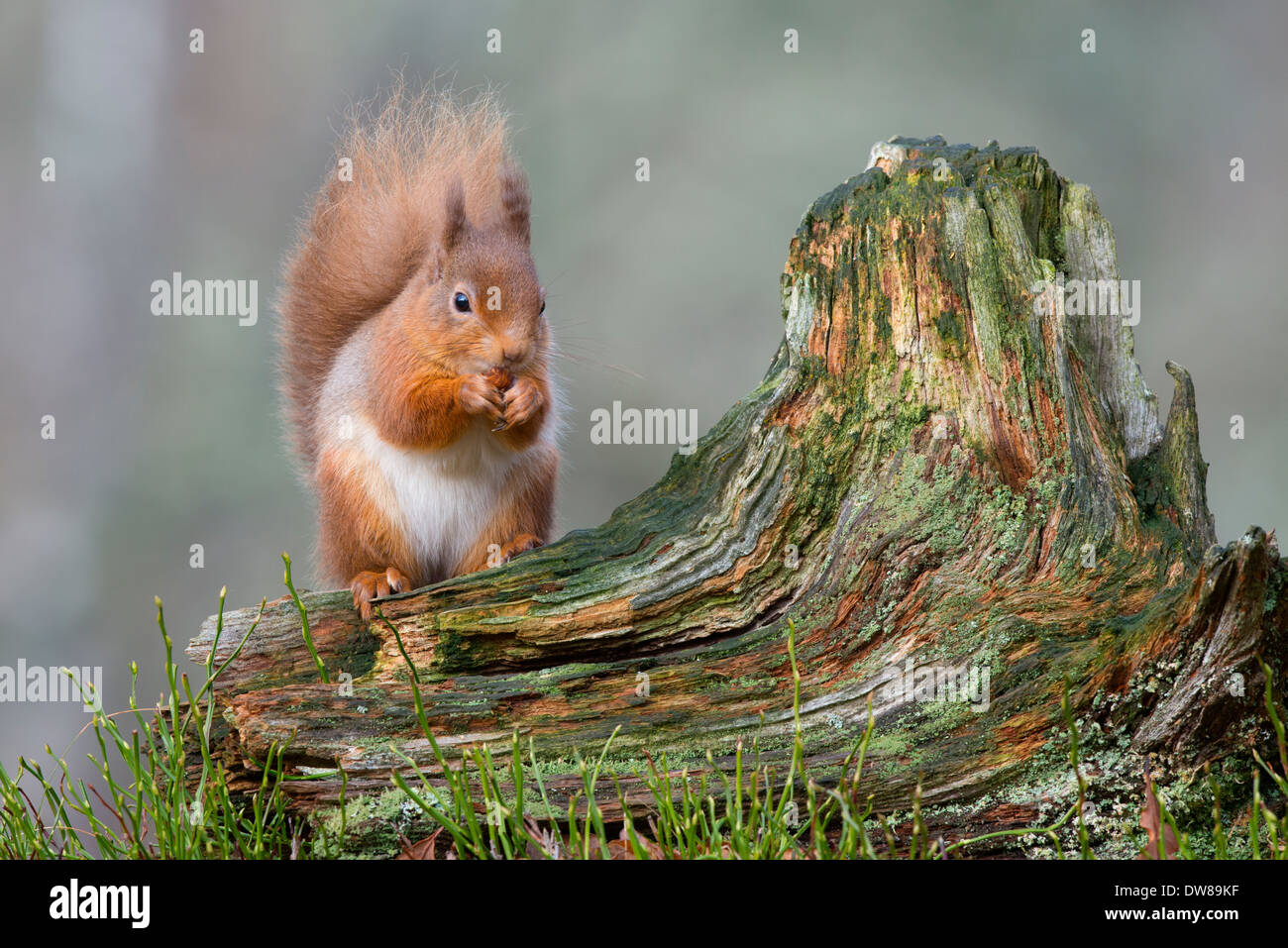 red squirrel sitting on a old tree stump looking forward Stock Photo