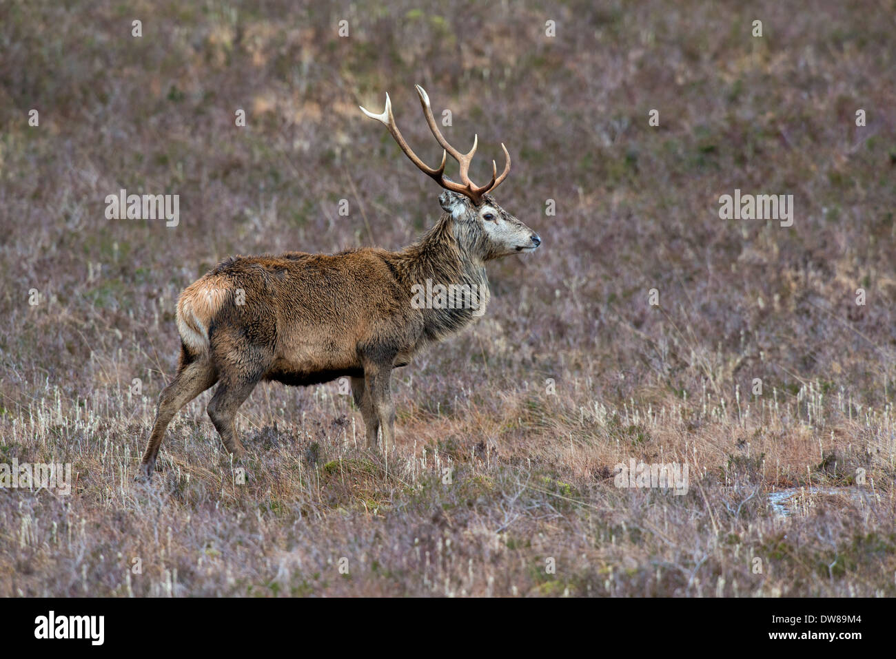 Moving deer hires stock photography and images Alamy