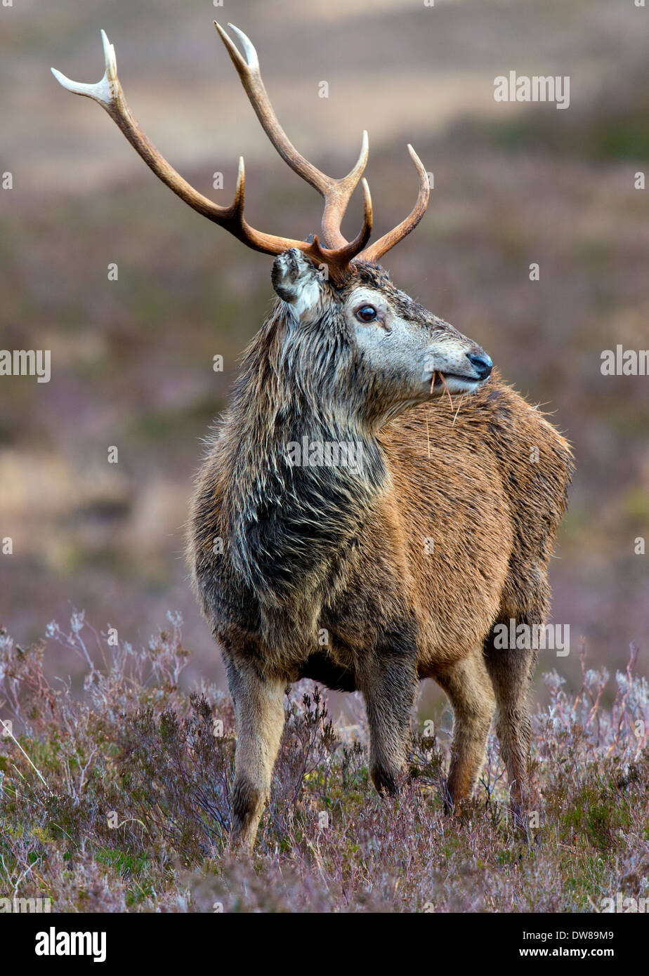 red deer stag on wild moorland with head turned right looking right Stock Photo