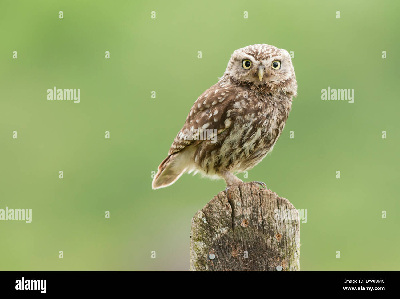 a little owl perched on top of a old post looking forward on right hand side of picture Stock Photo