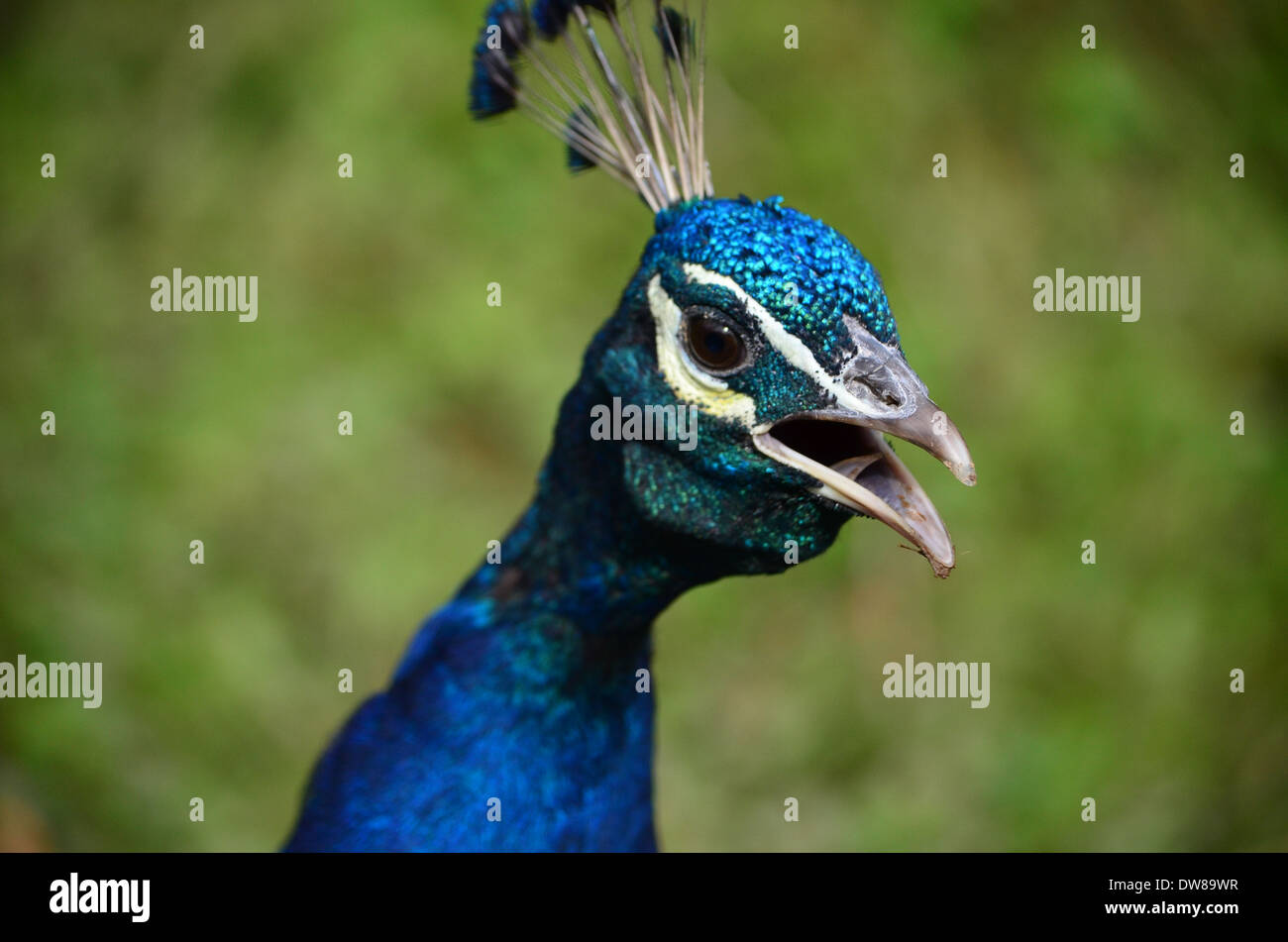 Peacock calling Stock Photo