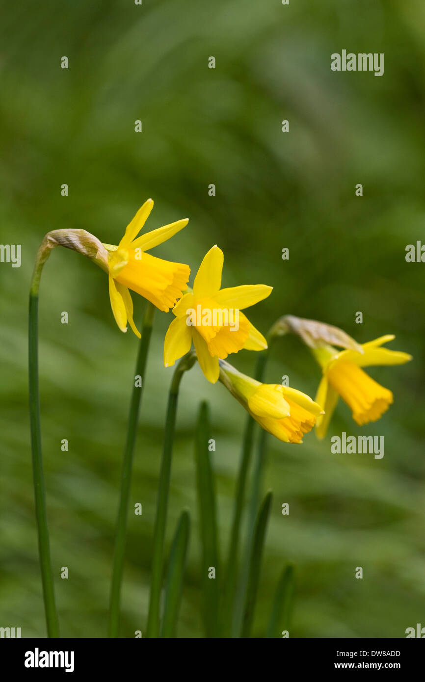 Narcissus 'Tete a tete'. Dwarf daffodils in the garden. Stock Photo