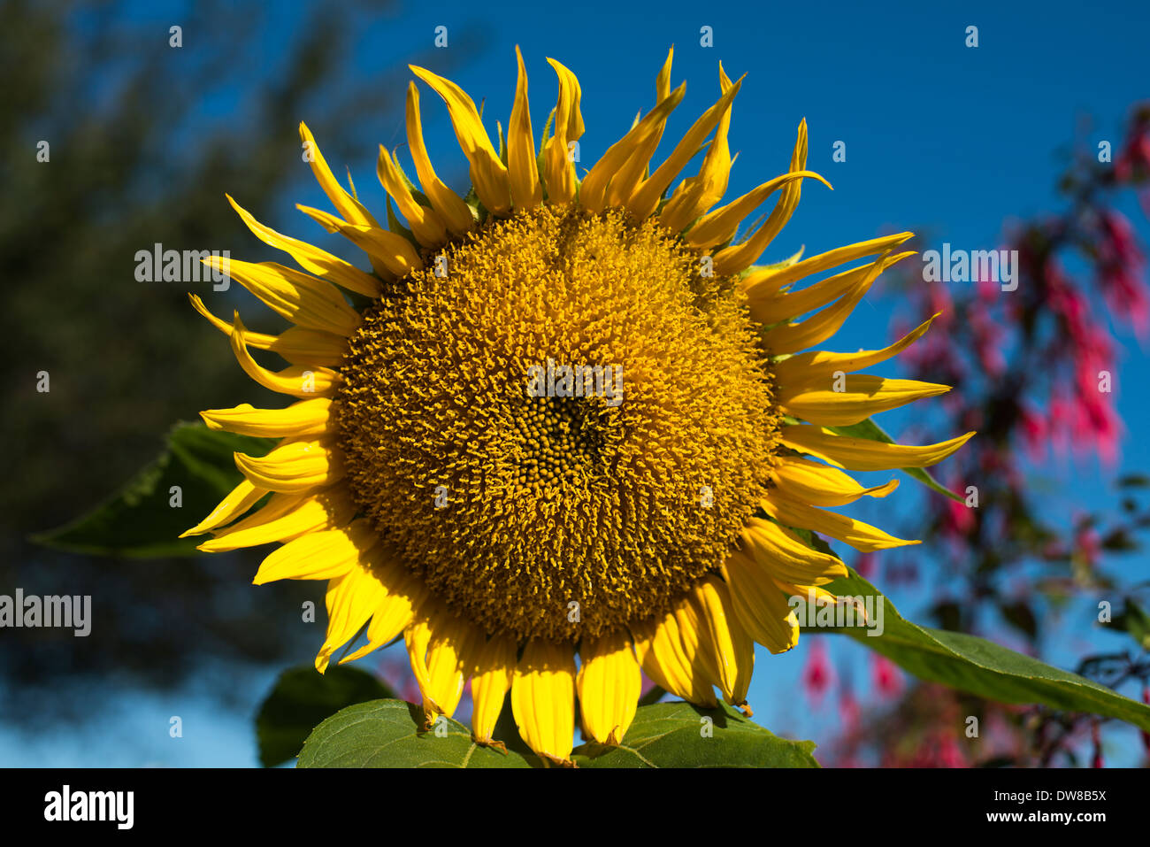 Sunflower in bloom ingarden Stock Photo Alamy
