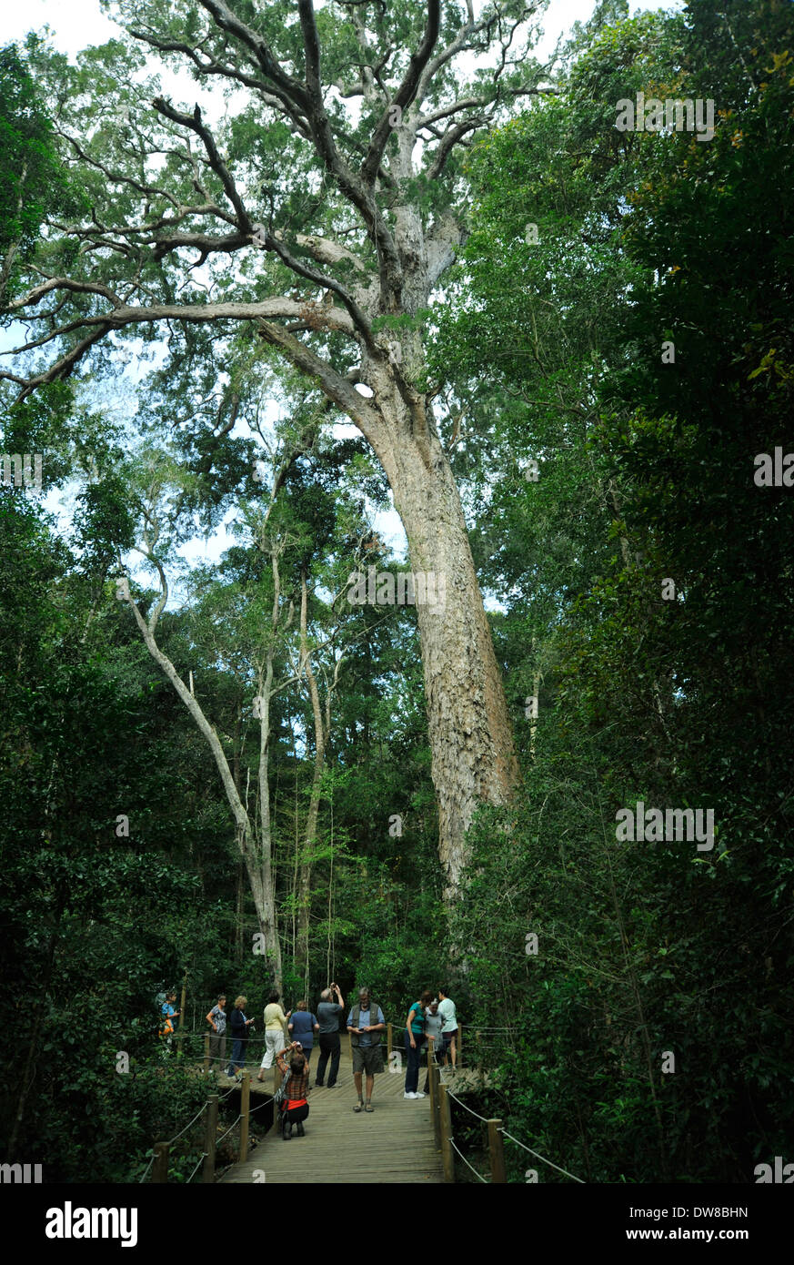 Eastern Cape, South Africa, people looking at 1000 year Common Yellowwood tree, Podocarpus latifolius, Tsitsikamma Nature Park, Garden Route, plants Stock Photo