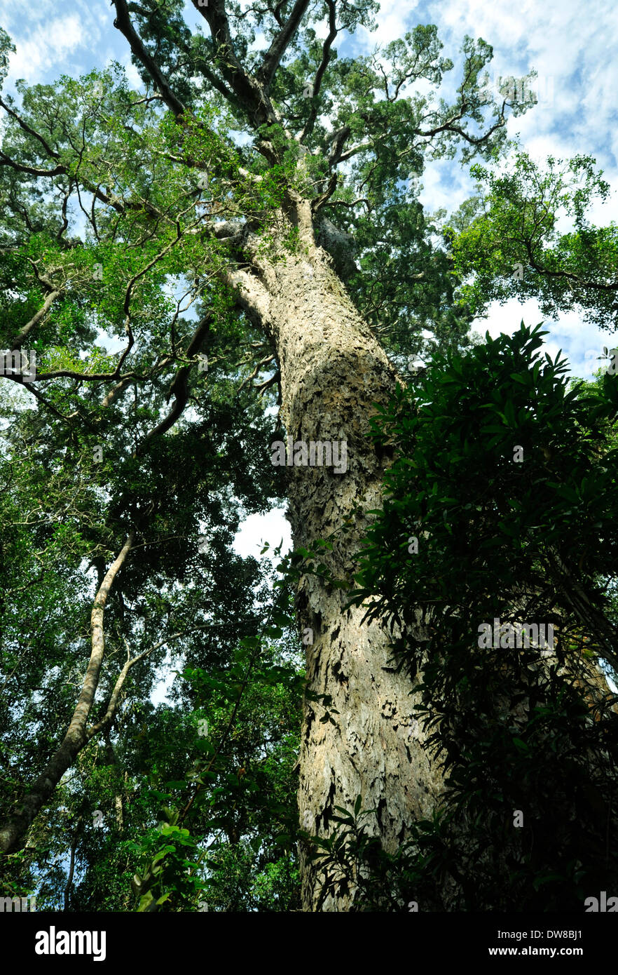 Tsitsikamma National Park, Garden Route, South Africa, Broad-leaved Yellowwood tree, Podocarpus latifolius, landmark, 1000 years old Stock Photo