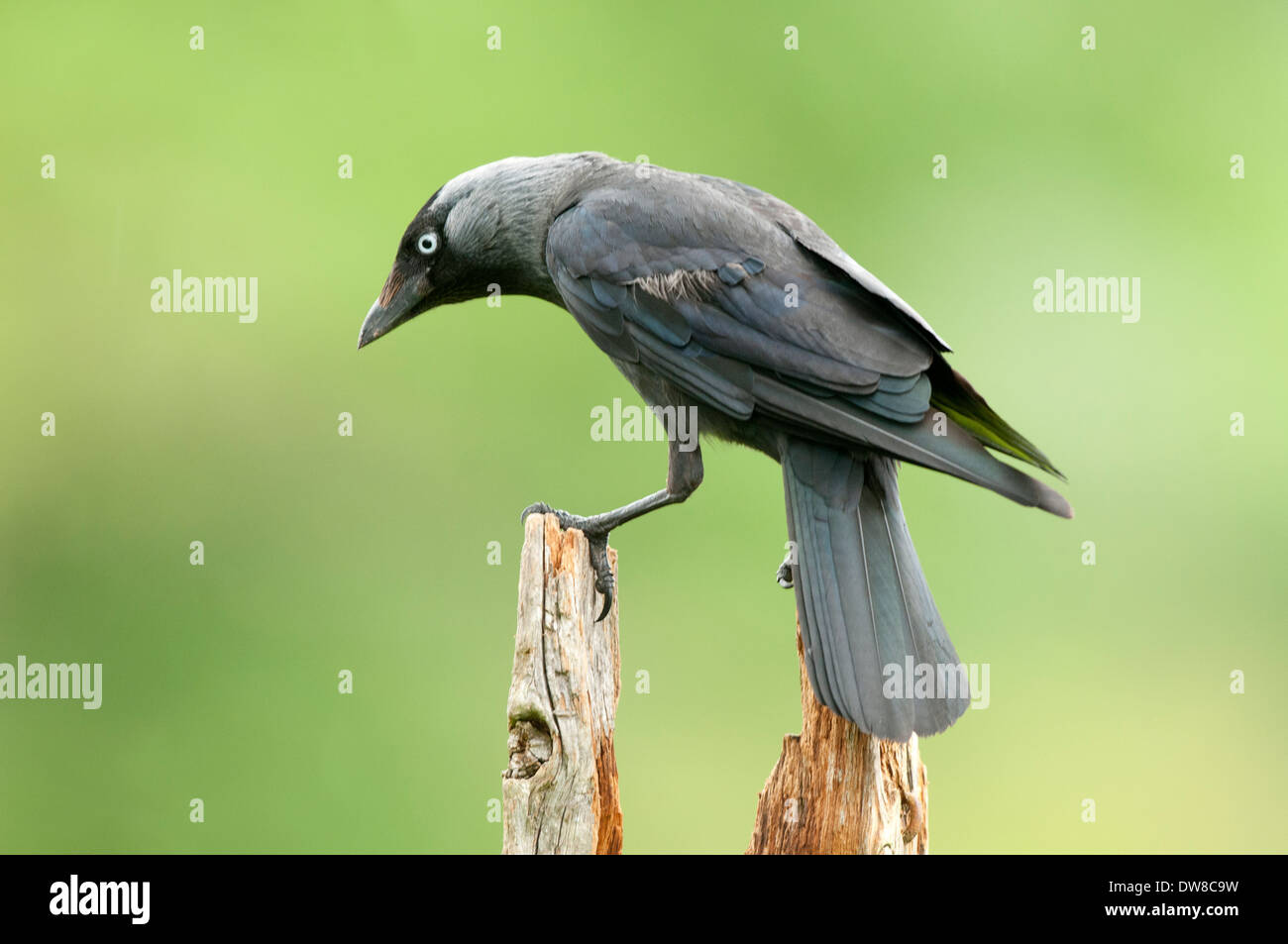 a jackdaw  perched on a old tree stump Stock Photo