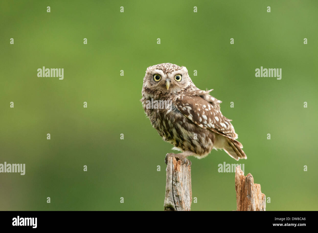 a little owl sitting on a old post on right hand side of picture .looking forward Stock Photo