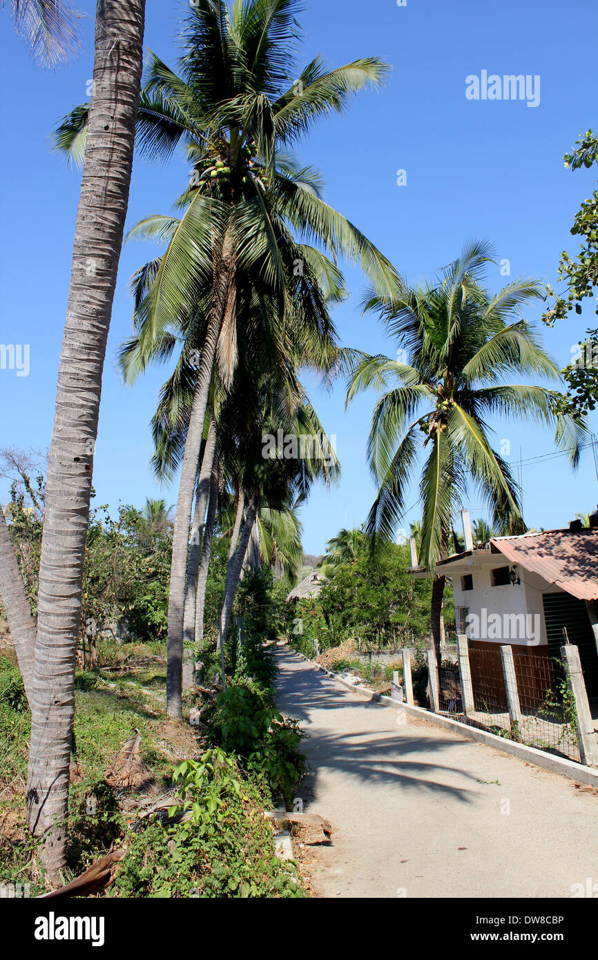 Tall palm trees and local houses in village in Southern Mexico Stock Photo