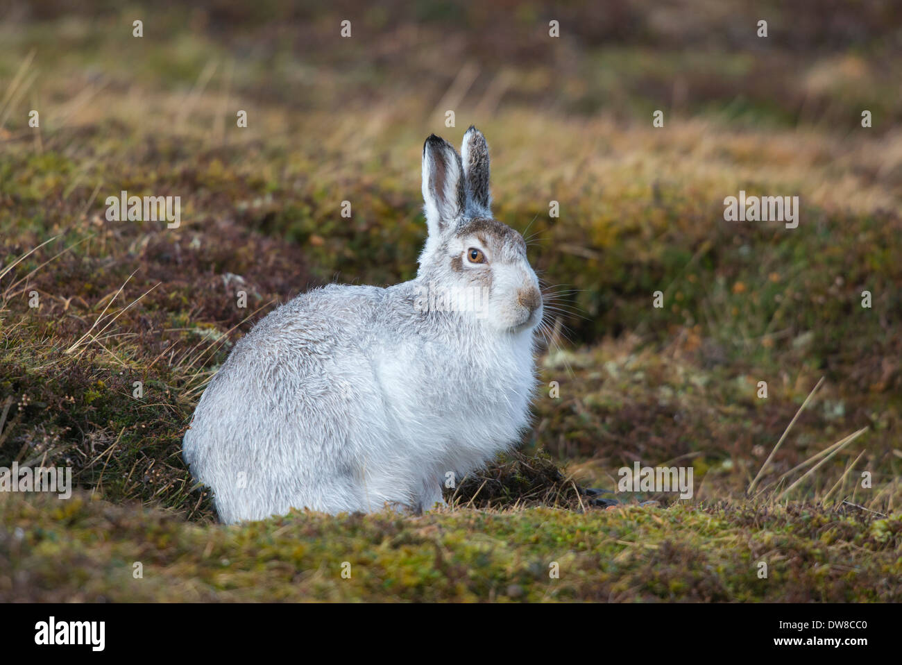 mountain hare sitting up looking right and very alert in its winter coat Stock Photo