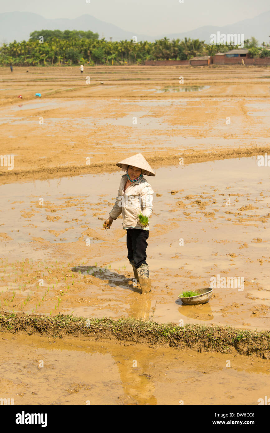 Planting rice plants in hi-res stock photography and images - Alamy