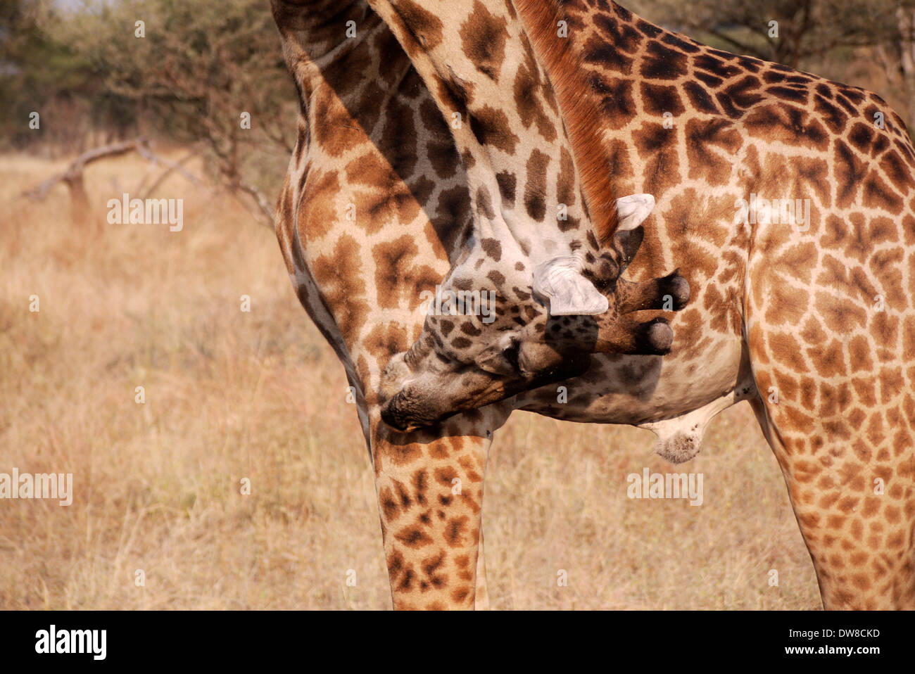 Giraffe grooming itself hires stock photography and images Alamy