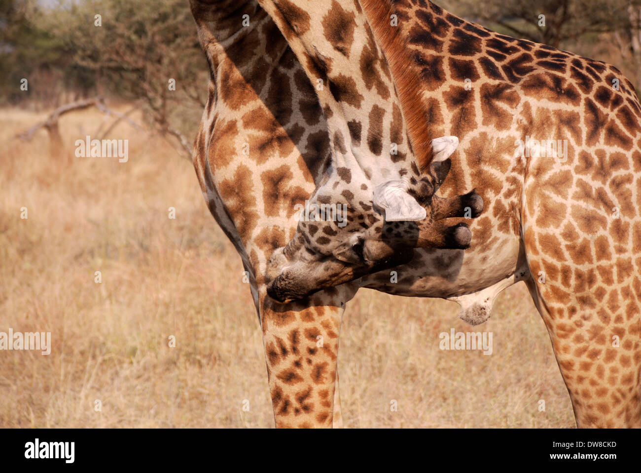 Masaai Giraffe cleaning himself in Tarangire National Park, Tanzania Stock Photo