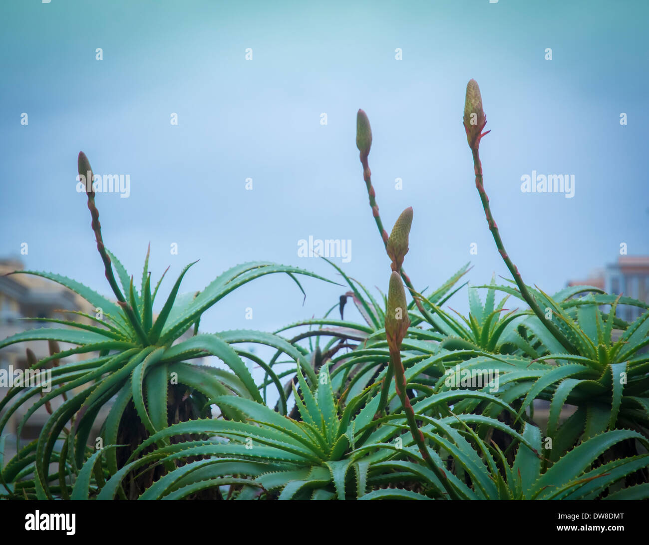 Aloe vera plants with buds within a garden, Mallorca, Balearic islands,  Spain Stock Photo - Alamy