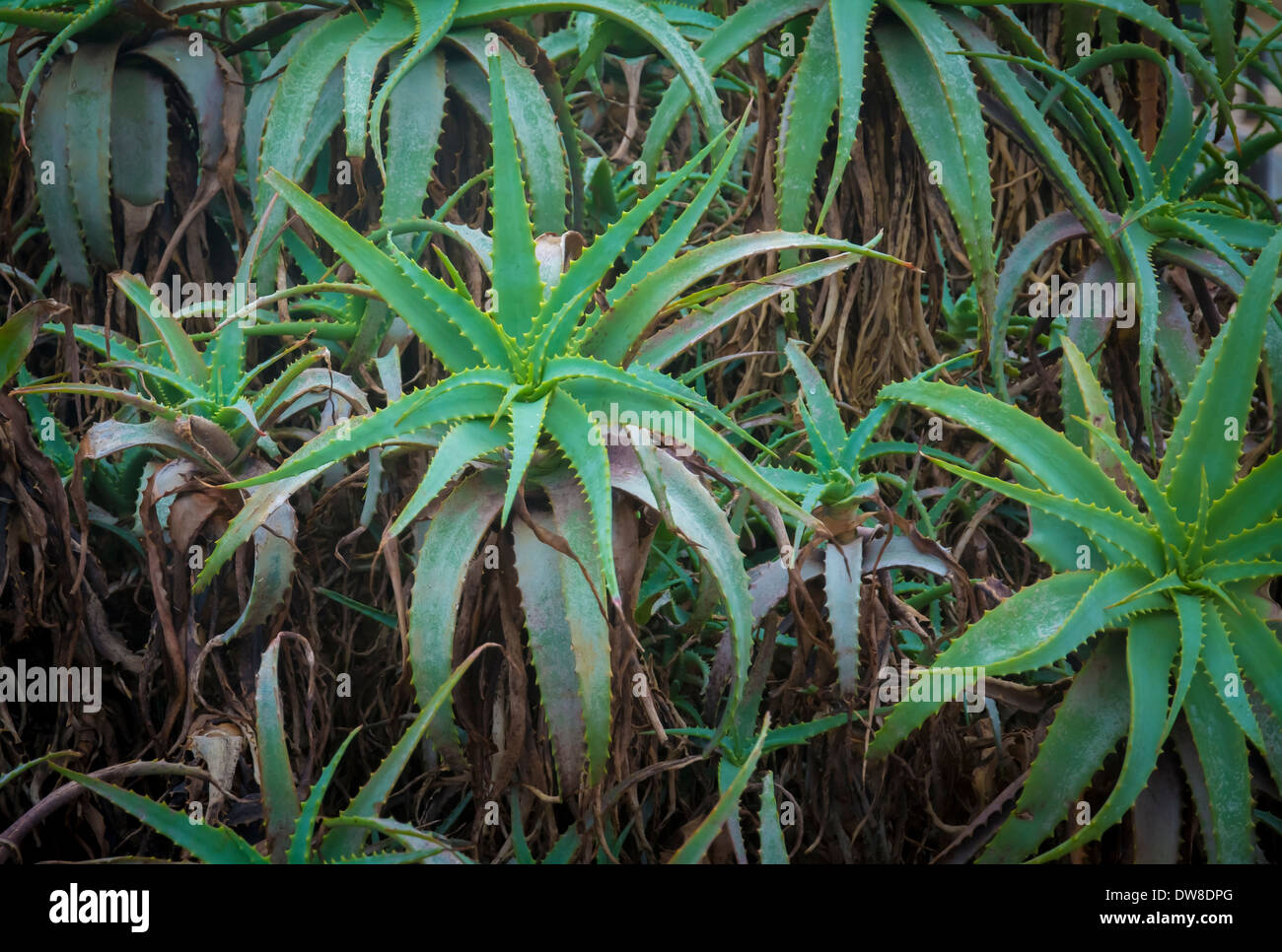 Aloe vera plants in a garden, Mallorca, Balearic islands, Spain Stock Photo  - Alamy