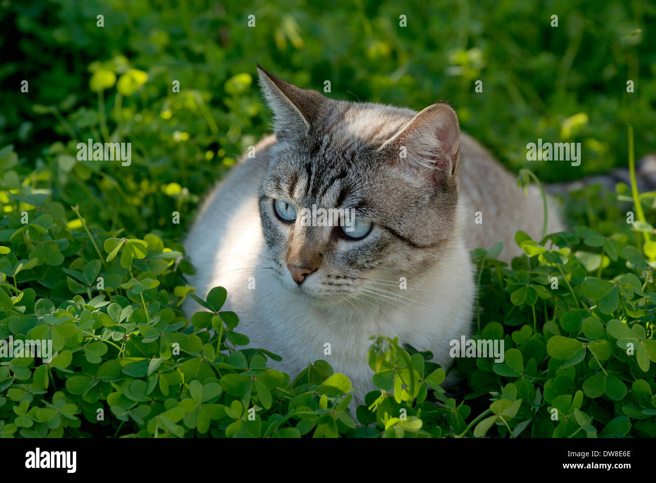 tabby cat in the garden Stock Photo - Alamy