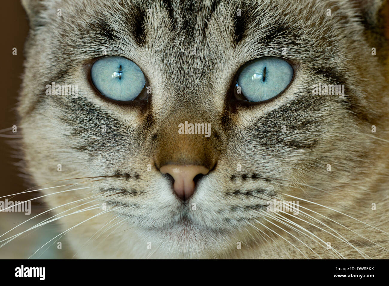 portrait of a tabby cat Stock Photo